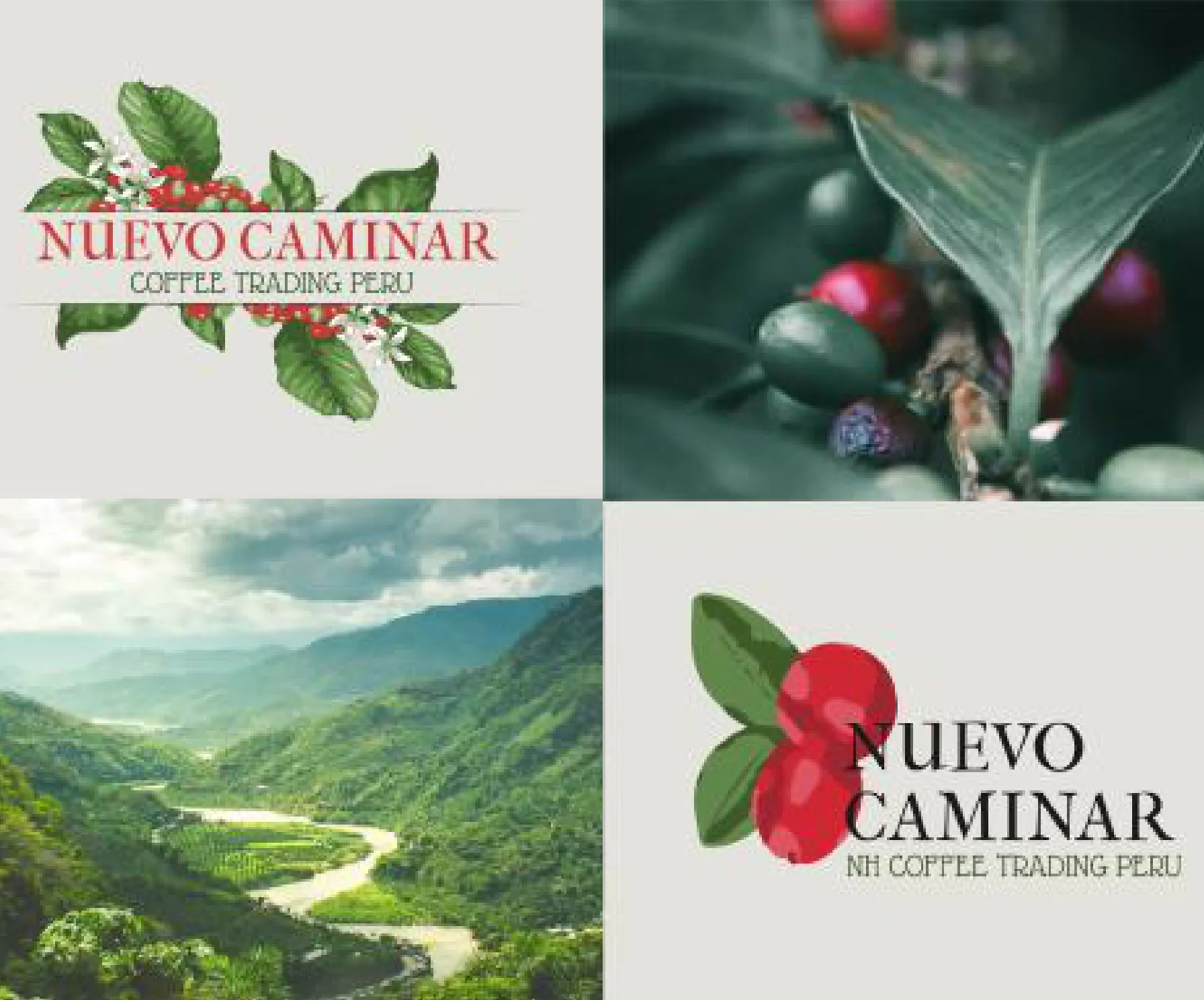 Logoentwicklung Nuevo Caminar – Kaffeekirschen-Varianten